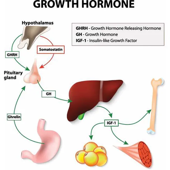 IGF-1 & Growth Hormone Panel